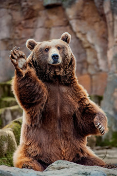 Bear